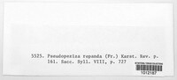 Pseudopeziza repanda image